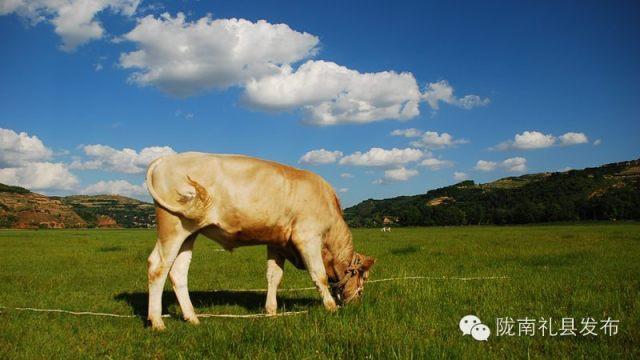 礼县灾情最新通报，自然美景中寻找内心宁静与力量