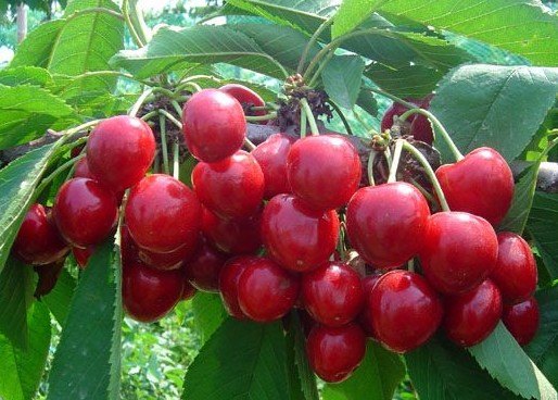临沂樱桃价格最新动态，甜蜜果实的奇缘